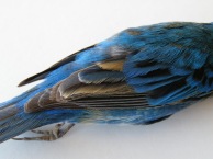 Those three big feather visible on the folded wing are the tertials (aka, secondaries 7, 8, and 9 from outer to inner.