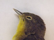 Pointy beak, yellow throat, and bold white eyering on gray hed = Nashville Warbler.