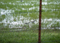 Dozens of Lesser Yellowlegs foraged in this flood field near the Cimarron River in Ripley.