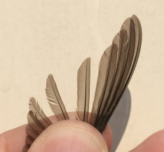 p6 = female-shaped for Ruby-throated Hummingbird.